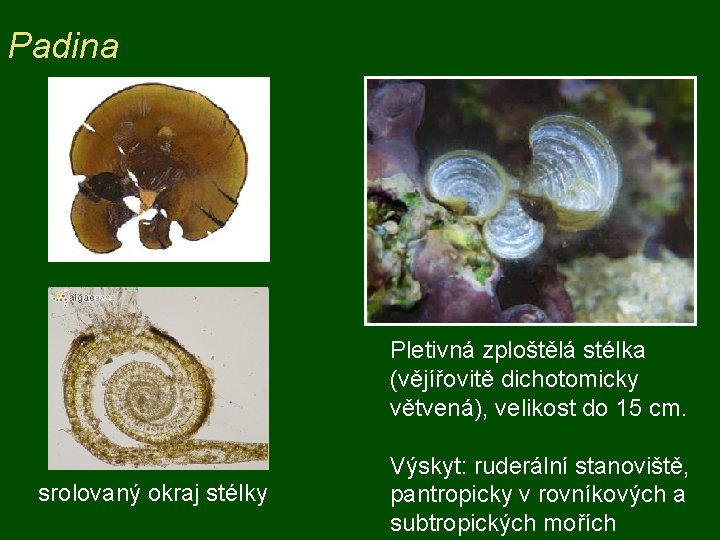 Padina Pletivná zploštělá stélka (vějířovitě dichotomicky větvená), velikost do 15 cm. srolovaný okraj stélky