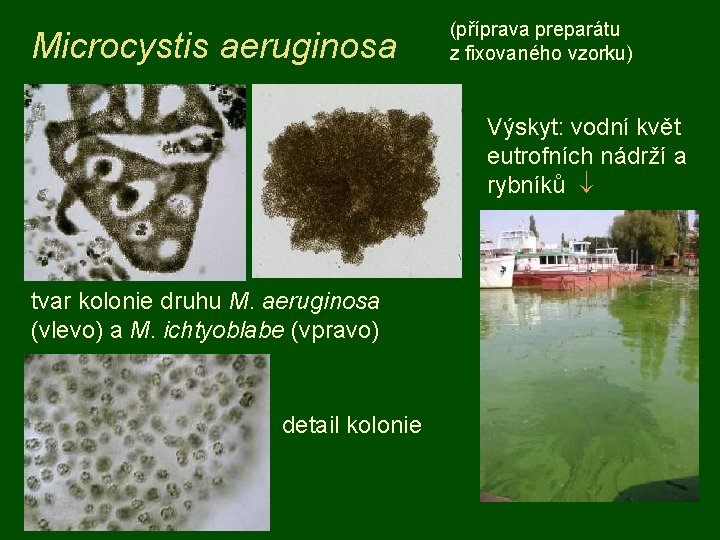 Microcystis aeruginosa (příprava preparátu z fixovaného vzorku) Výskyt: vodní květ eutrofních nádrží a rybníků