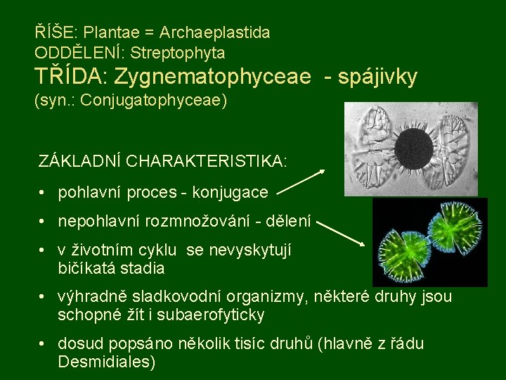 ŘÍŠE: Plantae = Archaeplastida ODDĚLENÍ: Streptophyta TŘÍDA: Zygnematophyceae - spájivky (syn. : Conjugatophyceae) ZÁKLADNÍ