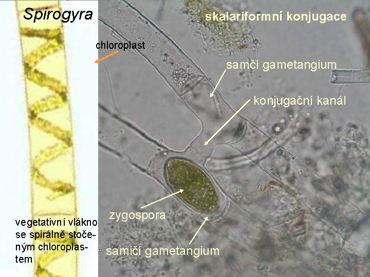 Spirogyra konjugace Spirogyra (obrazováskalariformní prezentace) chloroplast samičí gametangium zygospora vegetativní vlákno se spirálně stočeným