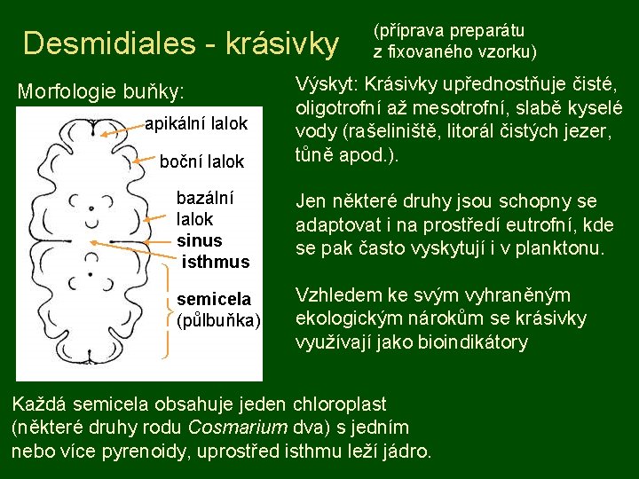 Desmidiales - krásivky Morfologie buňky: apikální lalok boční lalok bazální lalok sinus isthmus semicela