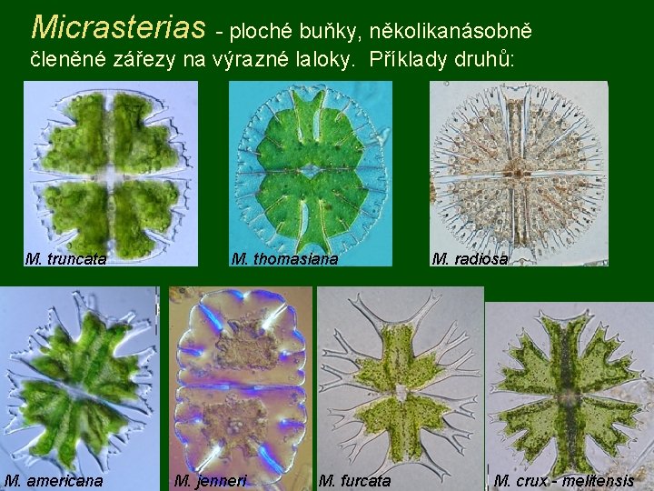 Micrasterias - ploché buňky, několikanásobně členěné zářezy na výrazné laloky. Příklady druhů: M. truncata