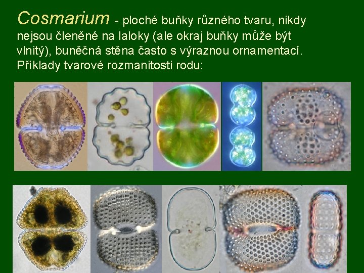 Cosmarium - ploché buňky různého tvaru, nikdy nejsou členěné na laloky (ale okraj buňky