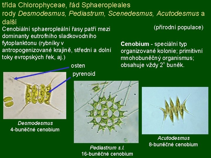 třída Chlorophyceae, řád Sphaeropleales rody Desmodesmus, Pediastrum, Scenedesmus, Acutodesmus a další Cenobiální sphaeropleální řasy