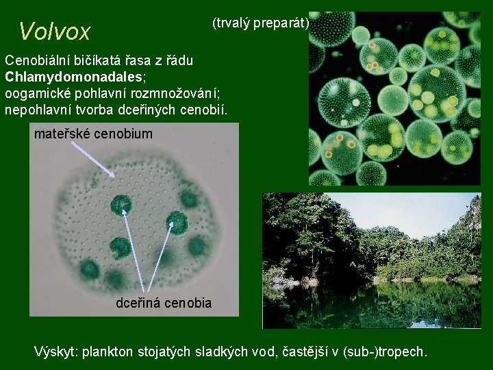 (trvalý preparát) Volvox Cenobiální bičíkatá řasa z řádu Chlamydomonadales; oogamické pohlavní rozmnožování; nepohlavní tvorba