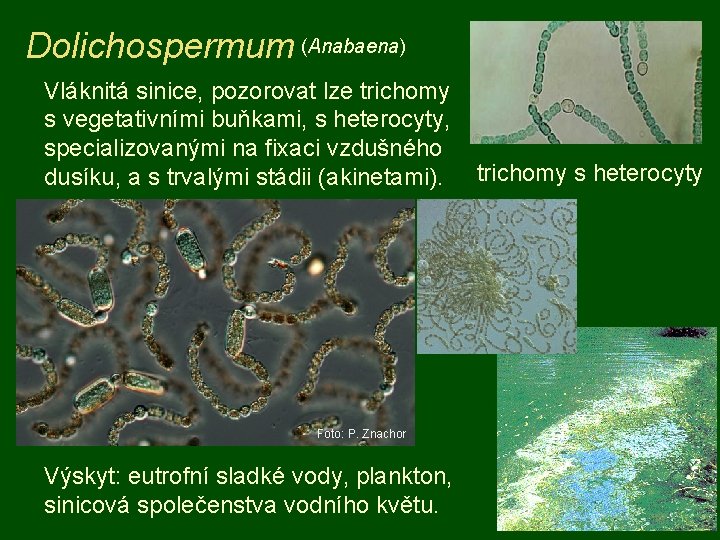 Dolichospermum (Anabaena) Vláknitá sinice, pozorovat lze trichomy s vegetativními buňkami, s heterocyty, specializovanými na