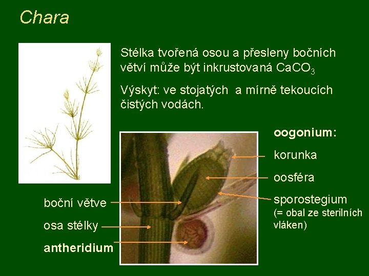 Chara Stélka tvořená osou a přesleny bočních větví může být inkrustovaná Ca. CO 3