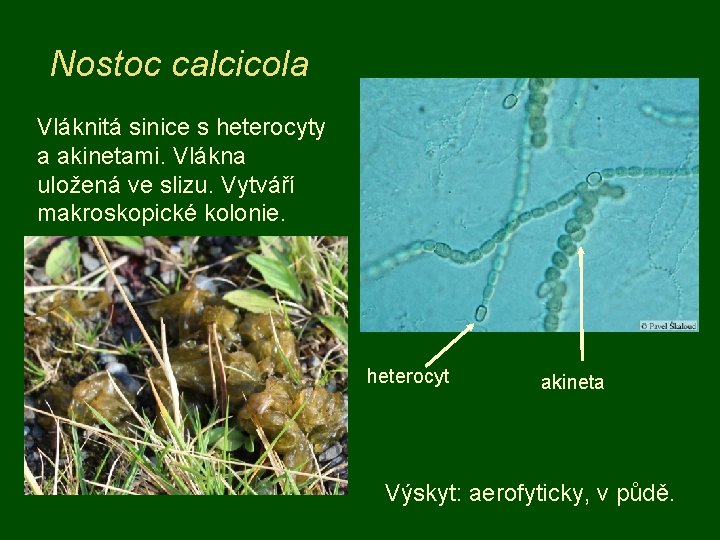 Nostoc calcicola Vláknitá sinice s heterocyty a akinetami. Vlákna uložená ve slizu. Vytváří makroskopické