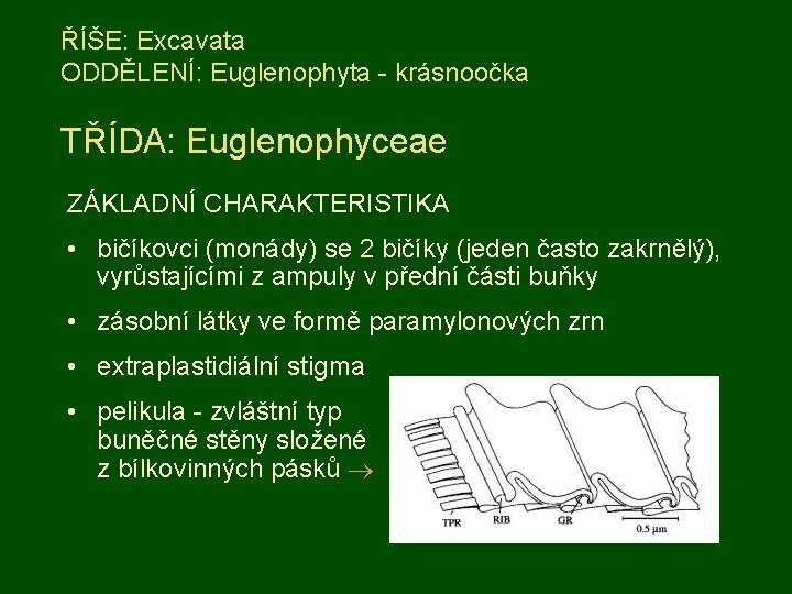 ŘÍŠE: Excavata ODDĚLENÍ: Euglenophyta - krásnoočka TŘÍDA: Euglenophyceae ZÁKLADNÍ CHARAKTERISTIKA • bičíkovci (monády) se