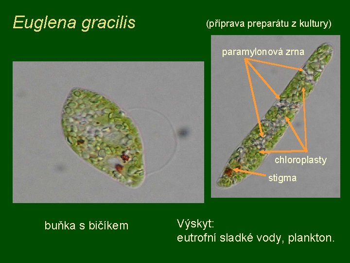 Euglena gracilis (příprava preparátu z kultury) paramylonová zrna chloroplasty stigma buňka s bičíkem Výskyt: