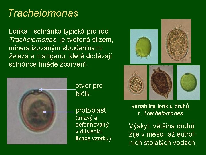 Trachelomonas Lorika - schránka typická pro rod Trachelomonas je tvořená slizem, mineralizovaným sloučeninami železa