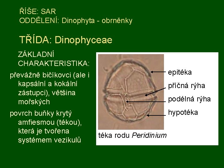 ŘÍŠE: SAR ODDĚLENÍ: Dinophyta - obrněnky TŘÍDA: Dinophyceae ZÁKLADNÍ CHARAKTERISTIKA: převážně bičíkovci (ale i