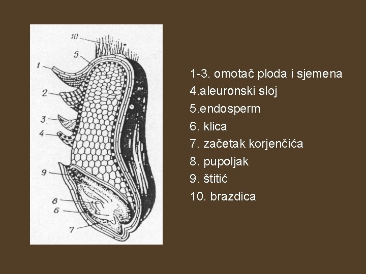 1 -3. omotač ploda i sjemena 4. aleuronski sloj 5. endosperm 6. klica 7.