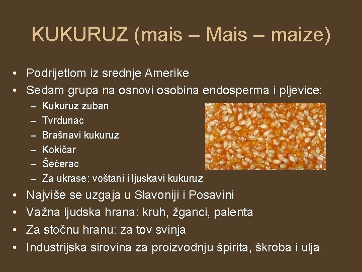 KUKURUZ (mais – Mais – maize) • Podrijetlom iz srednje Amerike • Sedam grupa