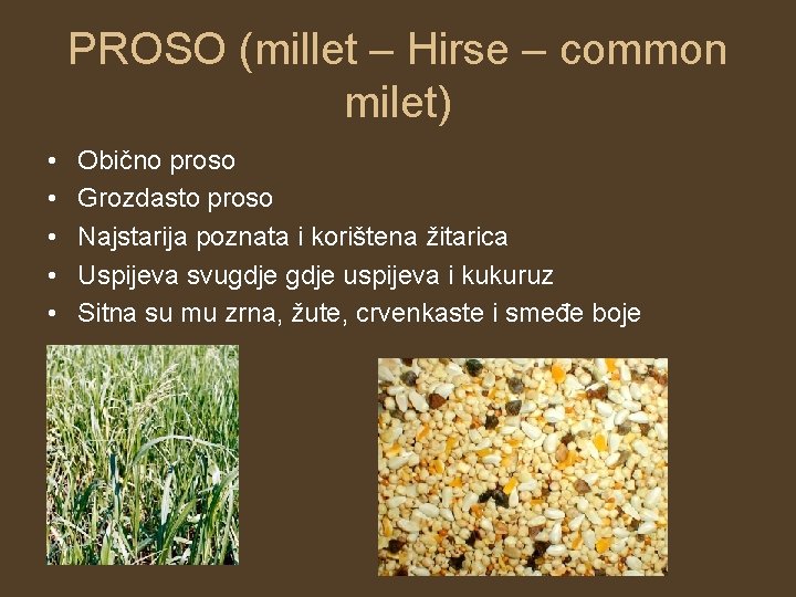 PROSO (millet – Hirse – common milet) • • • Obično proso Grozdasto proso PROSO (millet – Hirse – common milet) • • • Obično proso Grozdasto proso