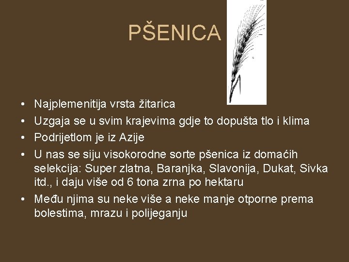 PŠENICA • • Najplemenitija vrsta žitarica Uzgaja se u svim krajevima gdje to dopušta