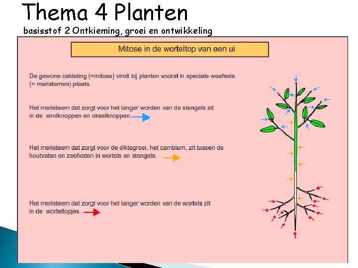 Thema 4 Planten basisstof 2 Ontkieming, groei en ontwikkeling 