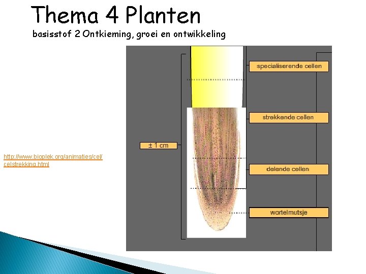 Thema 4 Planten basisstof 2 Ontkieming, groei en ontwikkeling http: //www. bioplek. org/animaties/cel/ celstrekking.