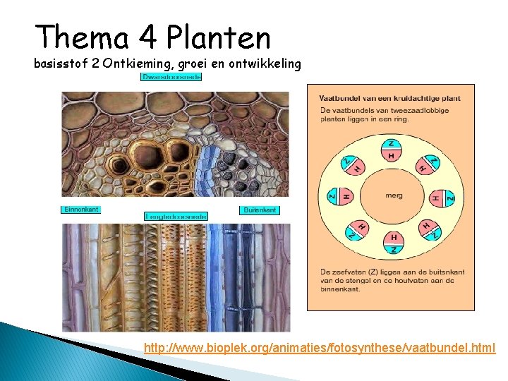 Thema 4 Planten basisstof 2 Ontkieming, groei en ontwikkeling http: //www. bioplek. org/animaties/fotosynthese/vaatbundel. html