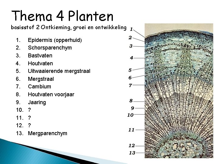 Thema 4 Planten basisstof 2 Ontkieming, groei en ontwikkeling 1. 2. 3. 4. 5.