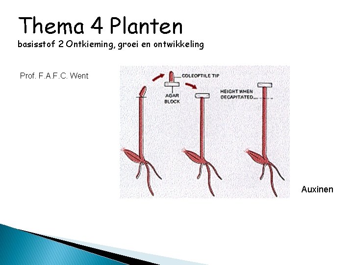 Thema 4 Planten basisstof 2 Ontkieming, groei en ontwikkeling Prof. F. A. F. C.