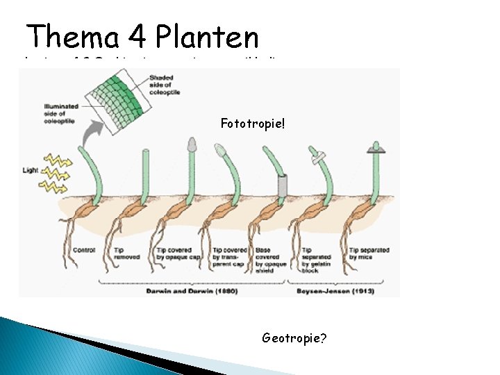 Thema 4 Planten basisstof 2 Ontkieming, groei en ontwikkeling Fototropie! Geotropie? 