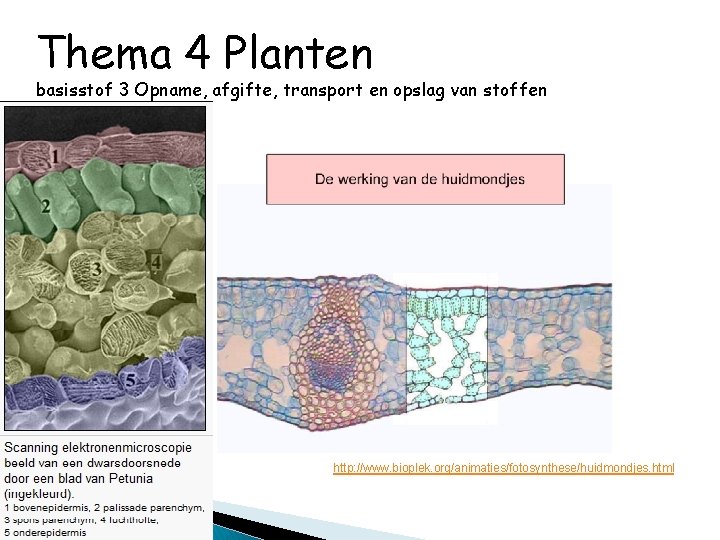 Thema 4 Planten basisstof 3 Opname, afgifte, transport en opslag van stoffen http: //www.