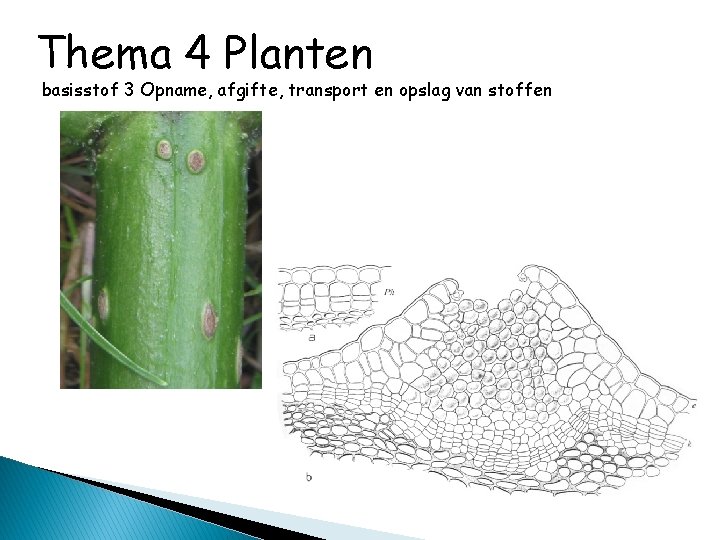 Thema 4 Planten basisstof 3 Opname, afgifte, transport en opslag van stoffen 