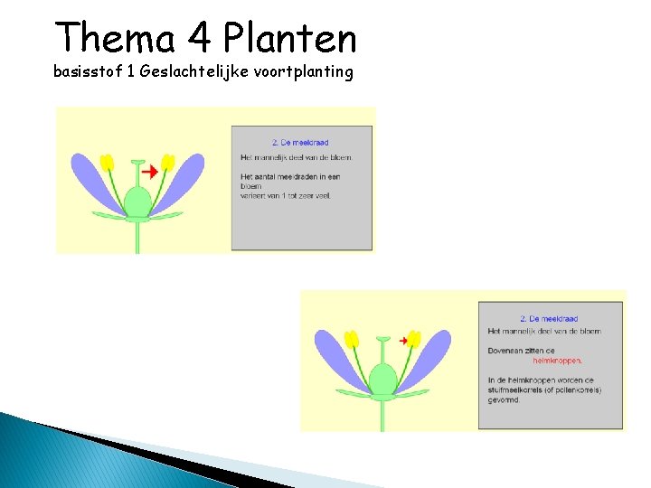 Thema 4 Planten basisstof 1 Geslachtelijke voortplanting 