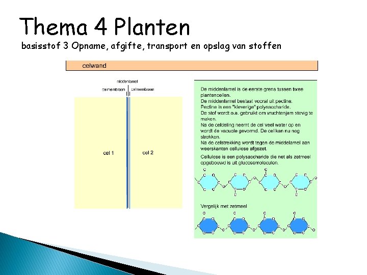 Thema 4 Planten basisstof 3 Opname, afgifte, transport en opslag van stoffen 