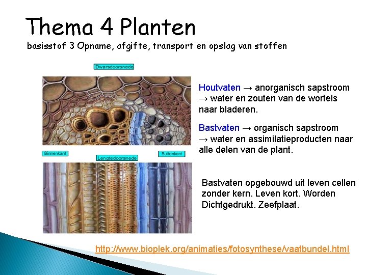 Thema 4 Planten basisstof 3 Opname, afgifte, transport en opslag van stoffen Houtvaten →