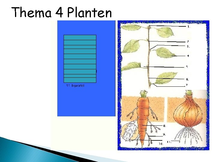 Thema 4 Planten 