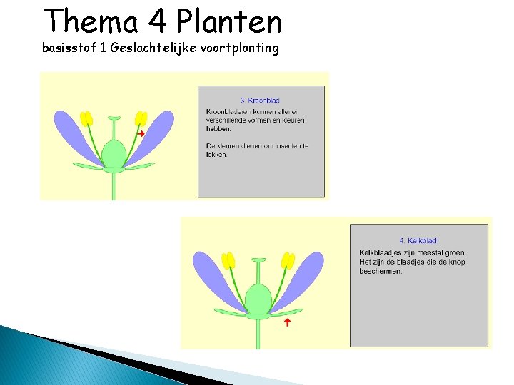 Thema 4 Planten basisstof 1 Geslachtelijke voortplanting 