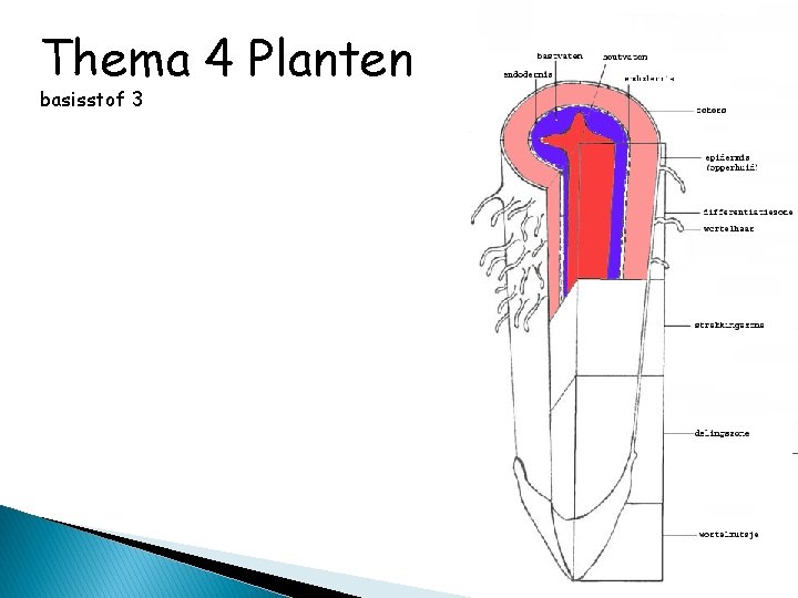 Thema 4 Planten basisstof 3 