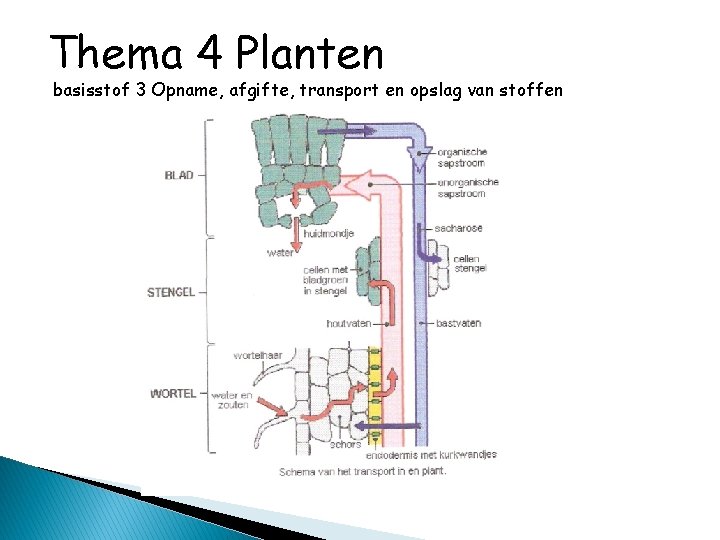 Thema 4 Planten basisstof 3 Opname, afgifte, transport en opslag van stoffen 