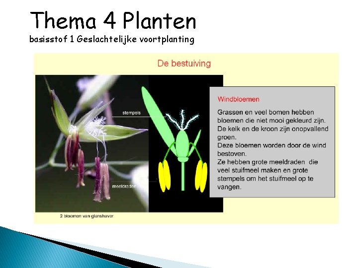 Thema 4 Planten basisstof 1 Geslachtelijke voortplanting 