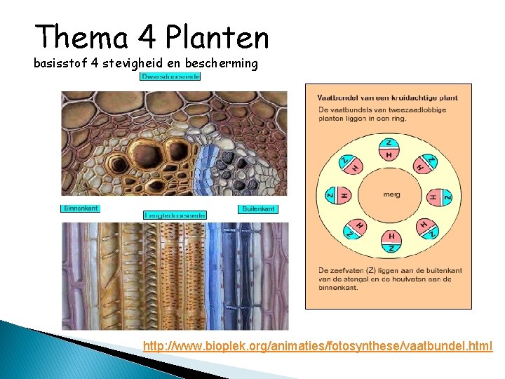 Thema 4 Planten basisstof 4 stevigheid en bescherming http: //www. bioplek. org/animaties/fotosynthese/vaatbundel. html 