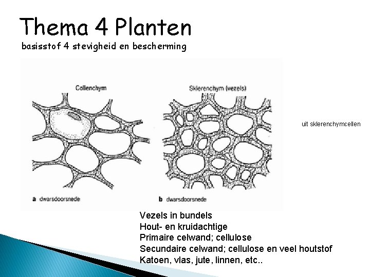 Thema 4 Planten basisstof 4 stevigheid en bescherming uit sklerenchymcellen Vezels in bundels Hout-