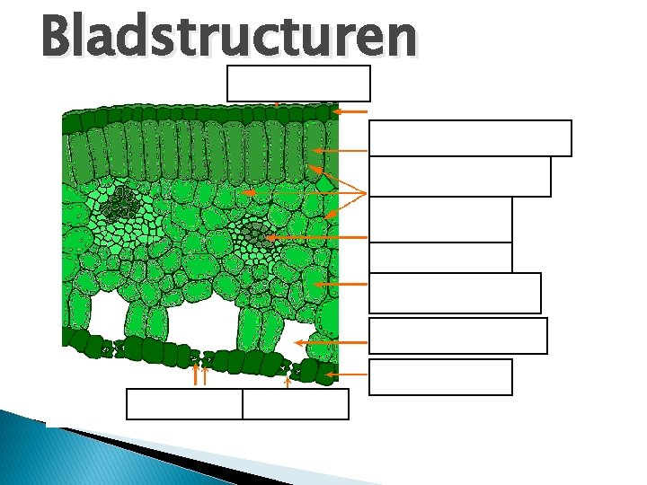 Bladstructuren 