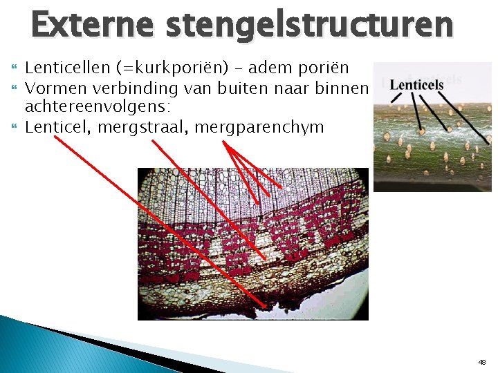 Externe stengelstructuren Lenticellen (=kurkporiën) - adem poriën Vormen verbinding van buiten naar binnen achtereenvolgens: