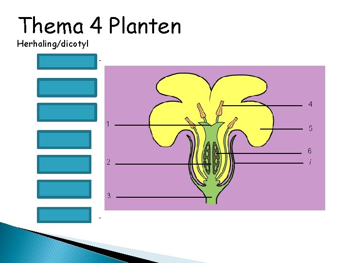 Thema 4 Planten Herhaling/dicotyl 