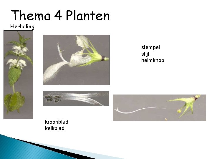 Thema 4 Planten Herhaling stempel stijl helmknop kroonblad kelkblad 