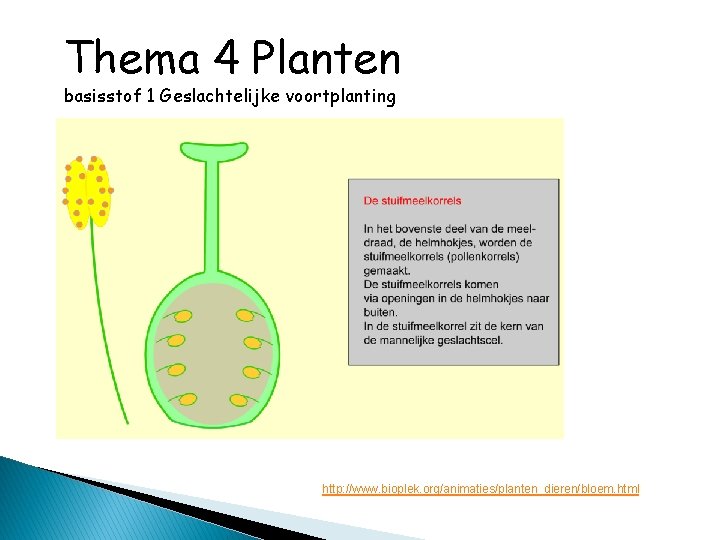 Thema 4 Planten basisstof 1 Geslachtelijke voortplanting http: //www. bioplek. org/animaties/planten_dieren/bloem. html 