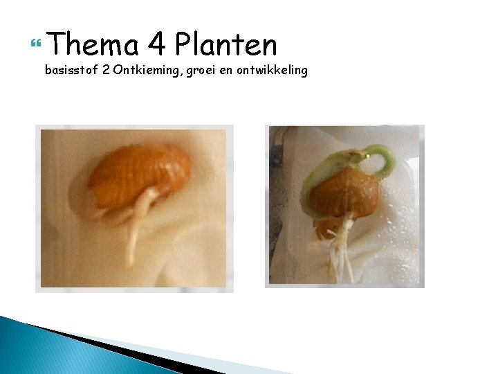  Thema 4 Planten basisstof 2 Ontkieming, groei en ontwikkeling 