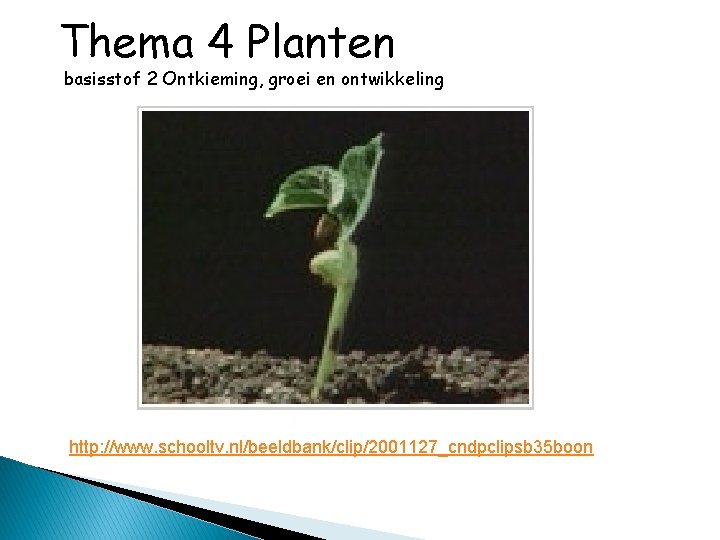 Thema 4 Planten basisstof 2 Ontkieming, groei en ontwikkeling http: //www. schooltv. nl/beeldbank/clip/2001127_cndpclipsb 35