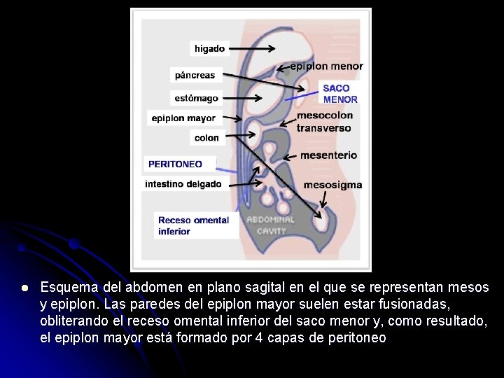 l Esquema del abdomen en plano sagital en el que se representan mesos y