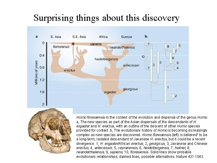 Surprising things about this discovery Homo floresiensis in the context of the evolution and