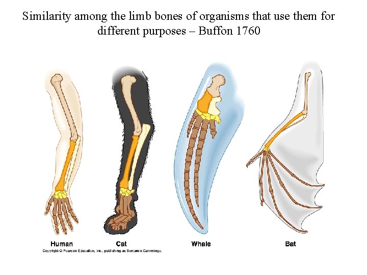 Similarity among the limb bones of organisms that use them for different purposes –