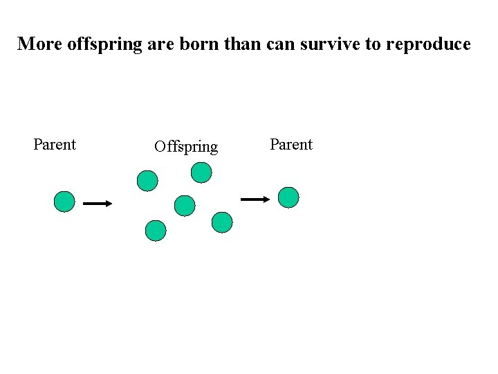 More offspring are born than can survive to reproduce Parent Offspring Parent 