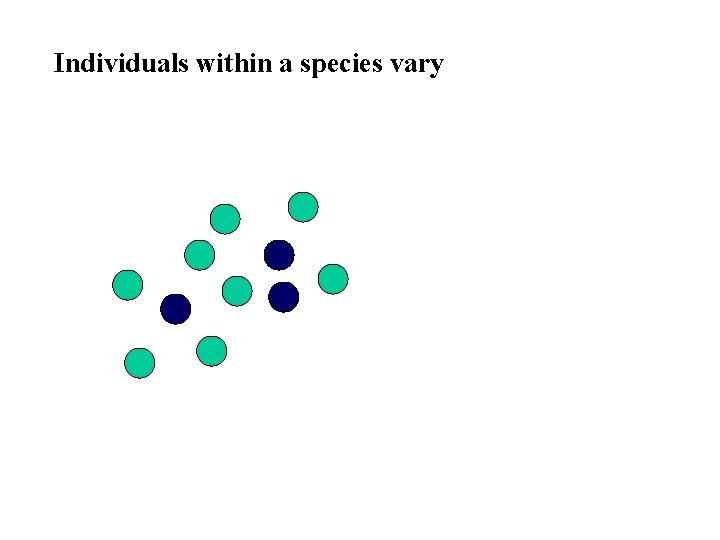 Individuals within a species vary 
